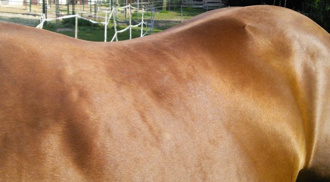 Gastritis und Magengeschwüre beim Pferd